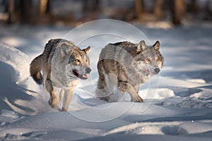 Two Running Grey Wolves On Fresh Snow. Pair Of European Wolfs. Wolf Grin