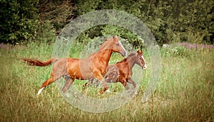 Two running horses, mare and foal