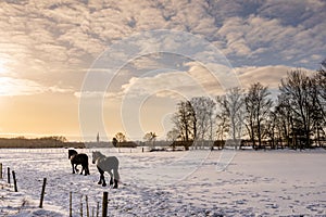 Two running horses in a meadow covered with snow with beautiful soft yellow light