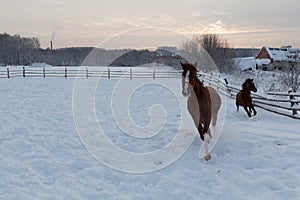 Two running horses in snow field