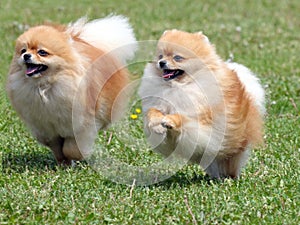 Two running pomeranian dogs