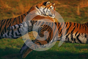 Two running Siberian Tigers