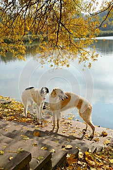 Two russian wolfhounds