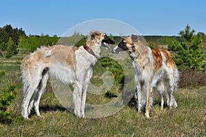 Two Russian wolfhounds