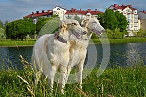 Two russian wolfhounds