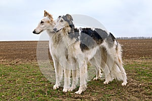 Two russian wolfhounds