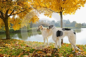 Two russian wolfhounds