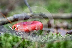 Two russula rosea growing in the woods