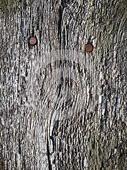 Two rusty nails in an old piece of wood