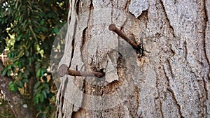 Two rusty nails stuck in the tree