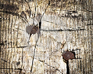 Two rusty nails in wood