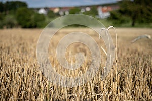 Two rye plants sticking out of a field of ripe barley.
