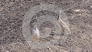 Two RÃ¼ppells korhaan birds