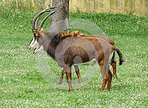 Two sable antelopes (Hippotragus niger) in the grass