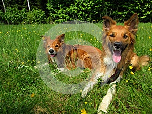 Two sable border collies