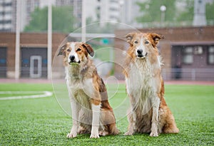 Two sable border collie dogs photo