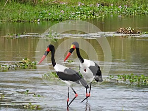 Two saddle-billed storks or saddlebills
