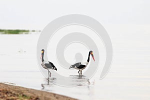 Two saddle billed storks walk across the lake