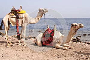 Two saddled camels