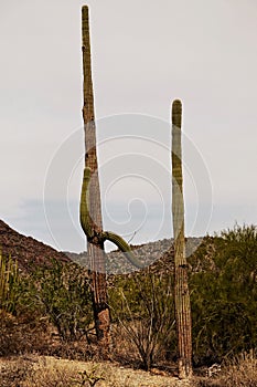 Two saguaro cacti Carnegiea gigantea against sky in Arizona desert