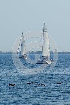 Two Sailboats & Birds