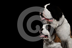 Two Saint Bernard Dog, Puppy and her Mom on Isolated Black Background