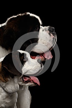 Two Saint Bernard Dog, Puppy and her Mom on Isolated Black Background