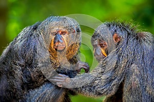 Two Saki Monkeys