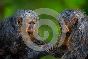 Two Saki Monkeys