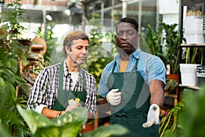 Two salesmen of gardening store talking among ornamental potted plants