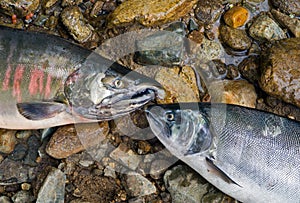 Two salmons 3 photo