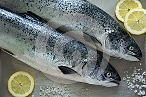 Two salmons on metallic