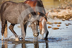 Two wild horses eating eel grass