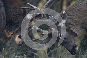 Two sambar deer fighting