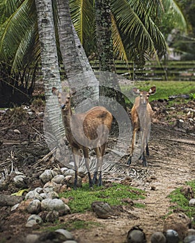 Two Sambar deer inside the farm fence