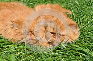 Two of the same red cat