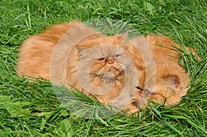 Two of the same red cat