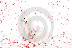 two samoyed dogs under falling heart shaped confetti on white, valentines day concept