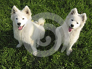 Two Samoyed puppies