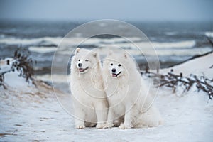 Two Samoyed white dogs are on snow sea beach in Latvia
