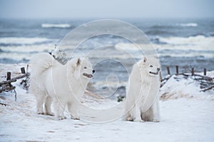 Two Samoyed white dogs are on snow sea beach in Latvia