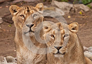 Two samui lions, lionesses girlfriend  next to each other are a symbol of female friendship and love