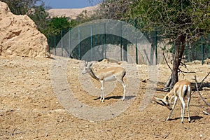 Two sand gazelle Gazella marica in nature reserve. Island Sir Bani Yas, UAE.