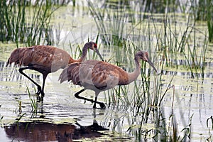 Two Sand hill cranes