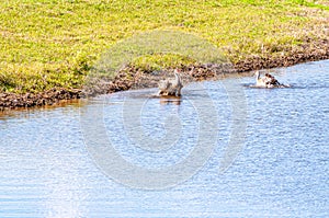 Two Sand Hill cranes, splashing and bathing in topical lake