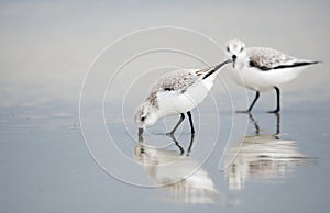 Two Sanderling sandpipers shore bird on the Hilton Head Island Beach