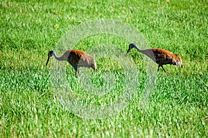 Two Sandhill Crane Mates Looking for food