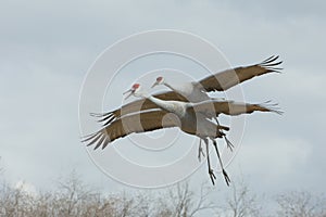 Two Sandhill Cranes in Flight photo