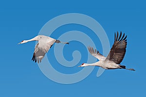 Two Sandhill Cranes in Flight