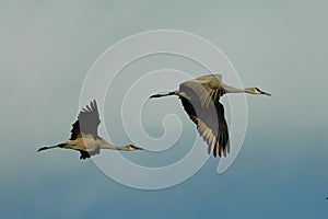Two Sandhill Cranes In Flight